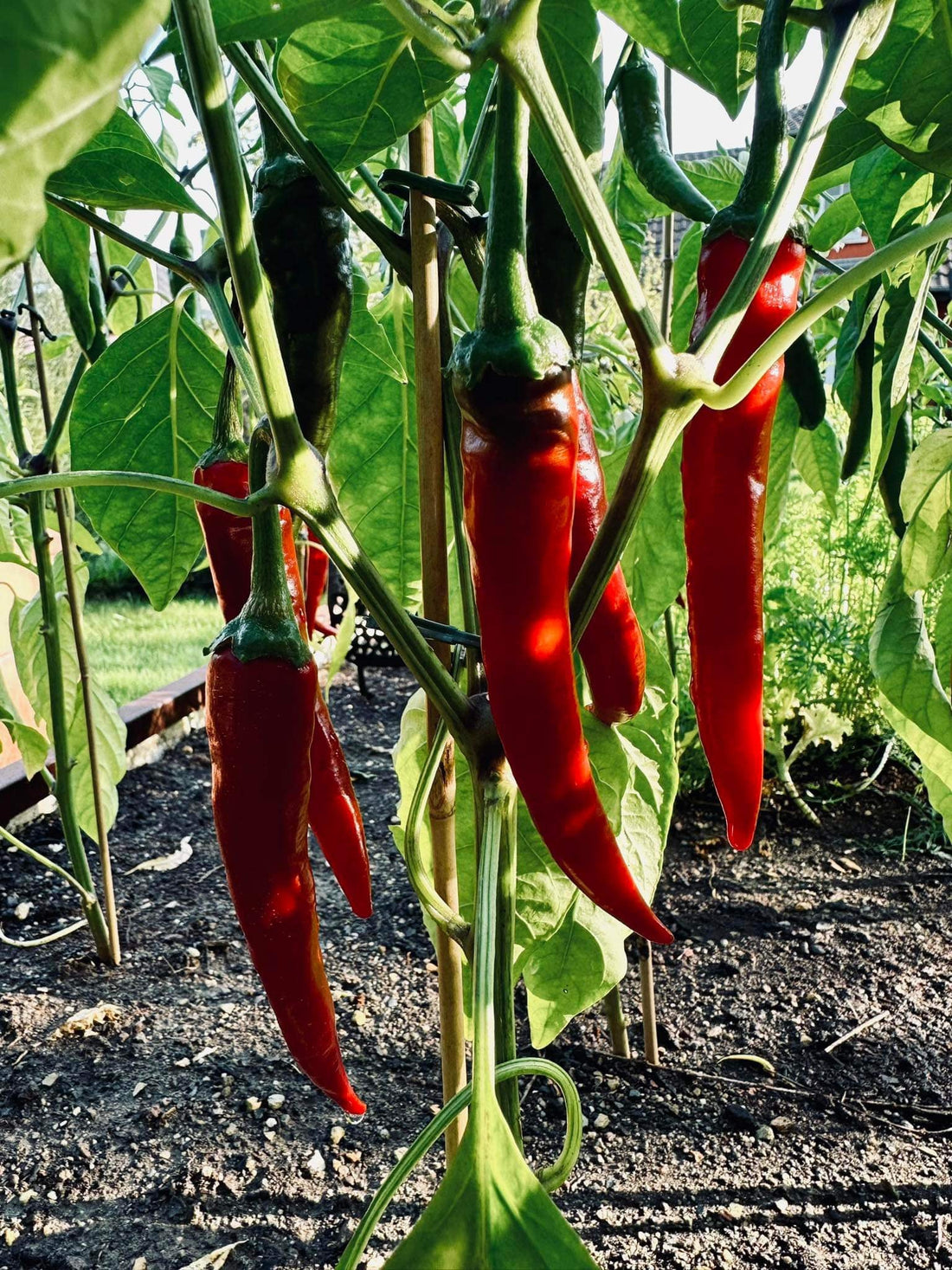 How Chilies Affect Your Stomach — and How to Handle the Heat